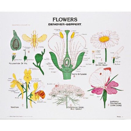 DENOYER-GEPPERT Charts/Posters, Flowers Chart Mounted 1904-10